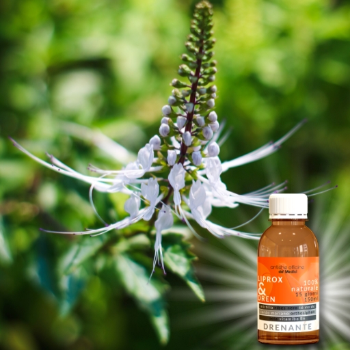 ingredienti e proprietà te di giava