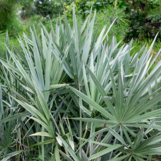 ingredienti e proprietà serenoa